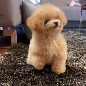 288K views · 37K reactions | Cute Puppies <3 <3 | Shih Tzu Mania | Facebook