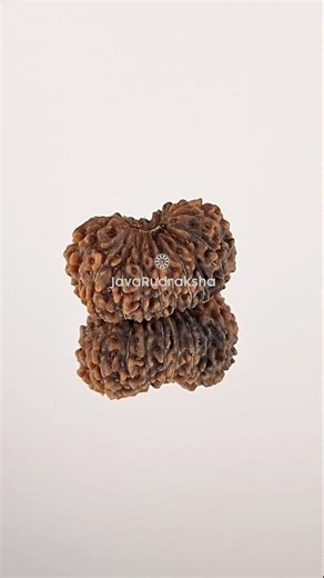 18 Mukhi Rudraksha 18.72 mm Java Bead | Grade B Medium Genuine Natural #18mukhirudraksha #18mukhi