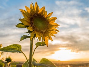 Our Green Planet: Incredible Stories & Visuals | BBC Earth
