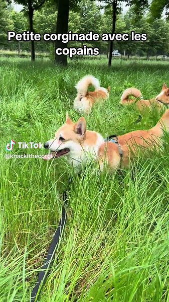 Corgnaide a Saint Cloud #corgi #fyp #foryoupage #foryou #pourtoi