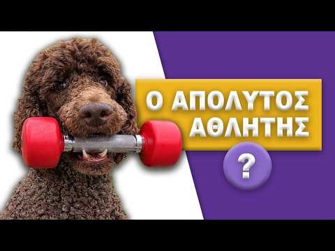 Κανίς ή Poodles | Γνώρισέ τα!!!