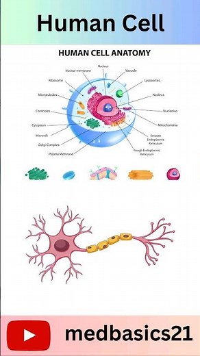 Cells at work | Cell structure and function | biology cell division | cell types | Microbiology |⚡