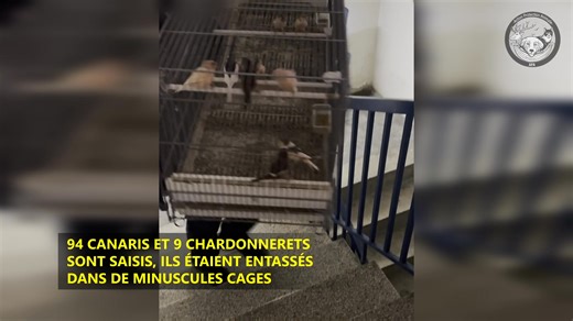 Sauvetage à Montpellier : près d’une centaine d’oiseaux découverts dans un élevage clandestin ! Nouvelle intervention d’Action Protection Animale à Montpellier, où nos équipes ont découvert l’horreur dans une cave transformée en véritable prison pour oiseaux. Entassés dans de minuscules cages, sans eau, avec très peu de nourriture, ces animaux vivaient dans une obscurité totale, sans aération ni ventilation. L’odeur y était tout simplement insoutenable. Au total, 94 canaris et 9 chardonnerets on