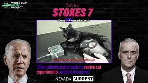 4K reactions · 1.9K shares | Sign now to stop VA Secretary McDonough from restarting painful, taxpayer-funded kitten testing at the Stokes VA lab. 良 | White Coat Waste | Facebook