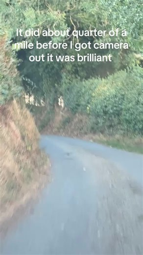 Bird Gliding Close to the Ground: A Stunning Encounter