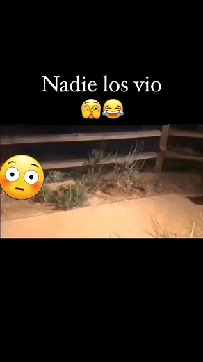 26K views · 239 reactions | Se asustaron #reels #reelvideo #reelsinstagram #reel #viral #video #mapache | Evidencias Enigmáticas | Facebook