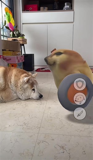 What the Dog Doing: A Fun Exploration