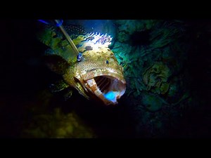 1st night spearfishing | Solo freediving hunting