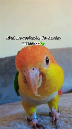 Poppet Wants To Know What's For Dinner 🍽️🦜 #caique #sundaydinner #parrot