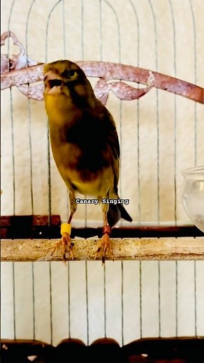 Canary Singing | Dark Ablak Canary | Canary Training #canary #galerikenariindonesia #canarysinging