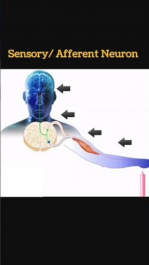 #sensory neuron # motor Neuron Efferent neuron # Afferent Neuron # interneuron
