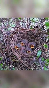 Northern Mockingbird Life Cycle: 45 Days From Egg to Wild Survivor | Ultimate Bird Documentary
