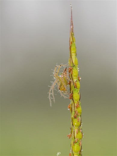 Capturing Nature: Sony a6400 Macro Photography