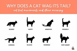 Why Does a Cat Wag Its Tail? - Cat Tail Movements and Their Meaning