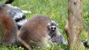 65K views · 486 shares | BABY ANNOUNCEMENT: Ring-tailed lemur mom Bree gave birth to twins on April 2. While their genders are not yet known, the newborns are nursing well & growing. Bree is a caring & attentive mom, and you may see the new family out together on warm days. | Indianapolis Zoo | Facebook