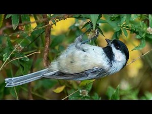 6 Fascinating Facts About Black-Capped Chickadees