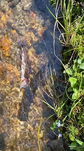 I was visited with an Eastern Hellbender today while trout fishing! I’ve always wanted to see one up close and today was the day! I was reaching down to pick up my stringer and there he was! Definitely made my fishing trip! He was a little shy but curious. #easternhellbender #hellbender #troutfishing #rainbowtrout #protectedspecies #EndangeredSpecies #northgamountains #gawildlife #salamander | Tammy Peden