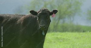 Slow motion medium close up of a black angus cow drooling and staring towards the camera while standing in a sunny green pasture