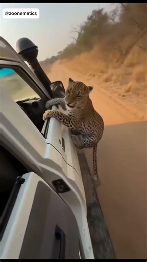 Leopard Lunges Into Moving Safari Jeep Through Open Window!