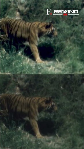 April 1, 1973: Project Tiger Was Launched In India | Firstpost Rewind | N18G