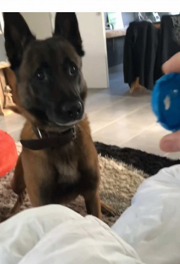 Dog fail: funniest dog moments compilation