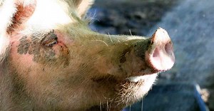 Intelligence et vie sociale des cochons