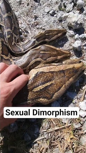 Sexual Dimorphism in BIG Burmese Pythons!