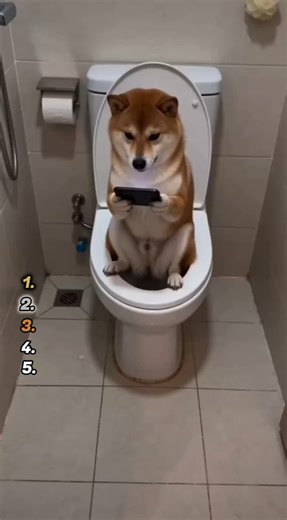 ranking best animal pranks