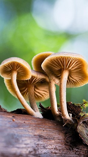 Courtney Victoria Photography on Instagram: "Tip: Focus bracketing is the macro technique of capturing multiple shots at different focus points and blending them for maximum sharpness and detail. Not all cameras can automate focus bracketing like my D850, but when they do, it makes the process so much smoother! If you’re chasing crisp, detail-rich macro shots, I highly recommend trying it. Just remember, keep your setup steady (tripod or otherwise) to avoid movement and vibrations. 😄 The right