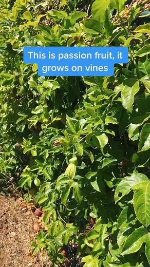 Unusual Flowers Resembling Alien Forms