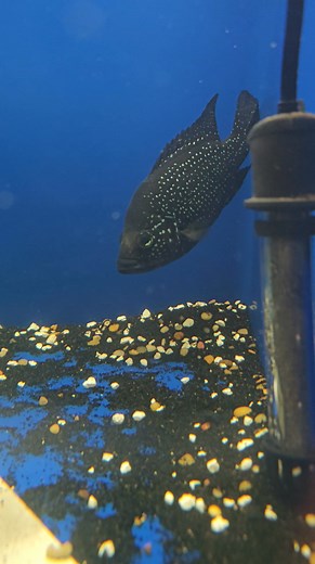 Starry night ufg | Queen City Cichlids