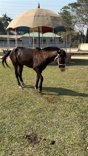 Veterinarian To Be on Instagram: "Laminitis is a severe, often crippling inflammation of the sensitive laminae inside a horse’s hoof, causing the coffin bone to lose support, rotate, or sink. It is a critical emergency causing intense pain, characterized by a “sawhorse” stance,, increased digital pulses, and heat in the feet. Common causes include diet-related grain/grass overload, metabolic issues (insulin dysregulation), and systemic illness. Key Symptoms of Laminitis * Stance: The horse often