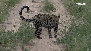 There's always a lesson to learn when things don't go as planned. You'll know what not to do when you try again. #wildearth #leopard #mongoose #mondaymotivation | Wildearth