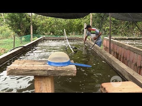 Biofloc feeding and tilapia fattening