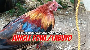 197K views · 5.7K reactions | Nahuli sa silo ni pinuno. Pinoy traditional snare trap "Jungle fowl/labuyo" #pinoyeffectivetrap #labuyo #junglefowl Pamagat: Vélocipède Artist: Yann Falquet Link: https://www.facebook.com/sound/collection/?sound_collection_tab=sound_tracks&asset_id=302455062158434& | PapaBhords Adventure | Facebook