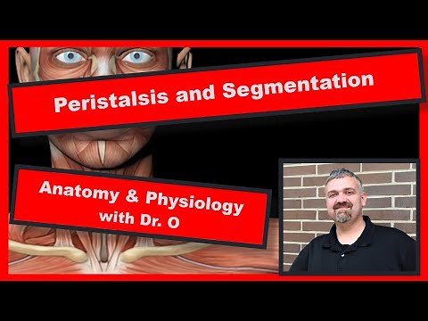 Peristalsis and Segmentation: Anatomy and Physiology