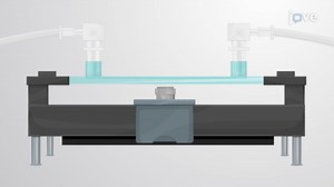 A Laminar Flow-Based Assay to Study the Interactions Between Leukocytes and Endothelial Cells