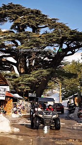 Lebanon’s Cedars in White ⛷️🌲 📸 @ali____ayoub #WeAreLebanon | We Are Lebanon