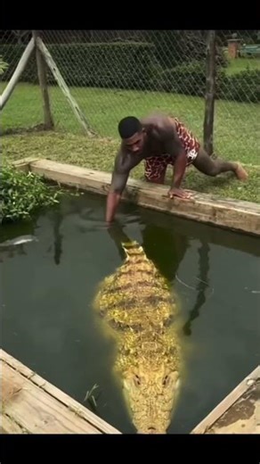 التمساح الجائع 🐊😭😂#shortvideo