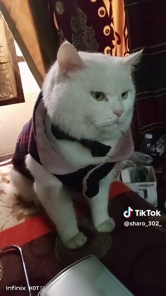 Adorable White Cat in Stylish Plaid Outfit
