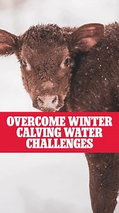 Winter calving puts serious demands on cows and hydration is one of the biggest. As soon as lactation begins, water needs jump fast, and newborn calves face their own challenge staying hydrated in the cold. Reliable, frost-free water makes all the difference. | Ritchie Automatic Waterers