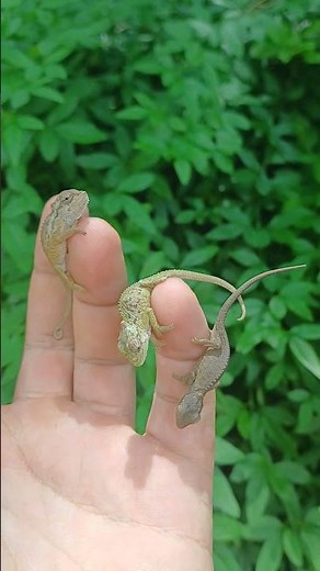 Cutest Chameleons #chameleon #tiny #cute #lizard #reptile