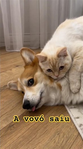 The cat wants to go to Grandma's #cat #cutepets #catcomedy
