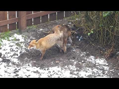 Foxes mating