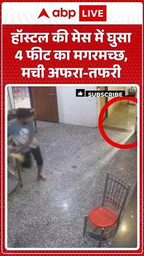 Viral Video | हॉस्टल की मेस में घुसा 4 फीट का मगरमच्छ, मची अफरा तफरी | #ytshorts #breakingnews