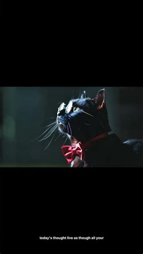 Conscious Cat - Eliminating Brain Rot