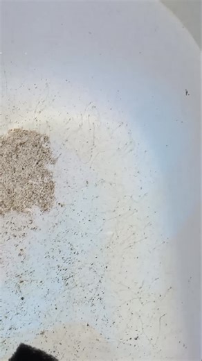 Dragon head pipefish yavruları/fry. | Mercan Çiftliği