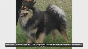 Finnish Lapphund: Pros and Cons of This Friendly and Striking Breed