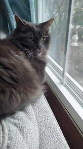 petting Princeton up close by the window 🪟