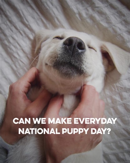 Seriously though, can we make this happen? Puppies are the best and they deserve the world! Here are some easy ideas on how to celebrate National Puppy Day! plan a puppy play date 笠get your puppy a pet-safe new toy teach your puppy a new trick 珞give them lots of extra love and cuddles Show us below how you are celebrating with your pup! #NationalPuppyDay | Greenies | Facebook